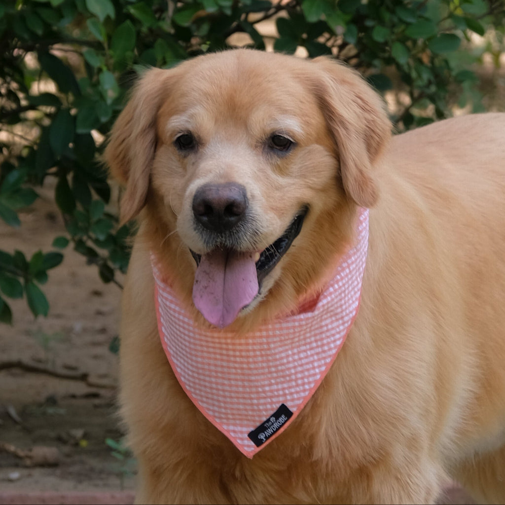 Citrus Bandana