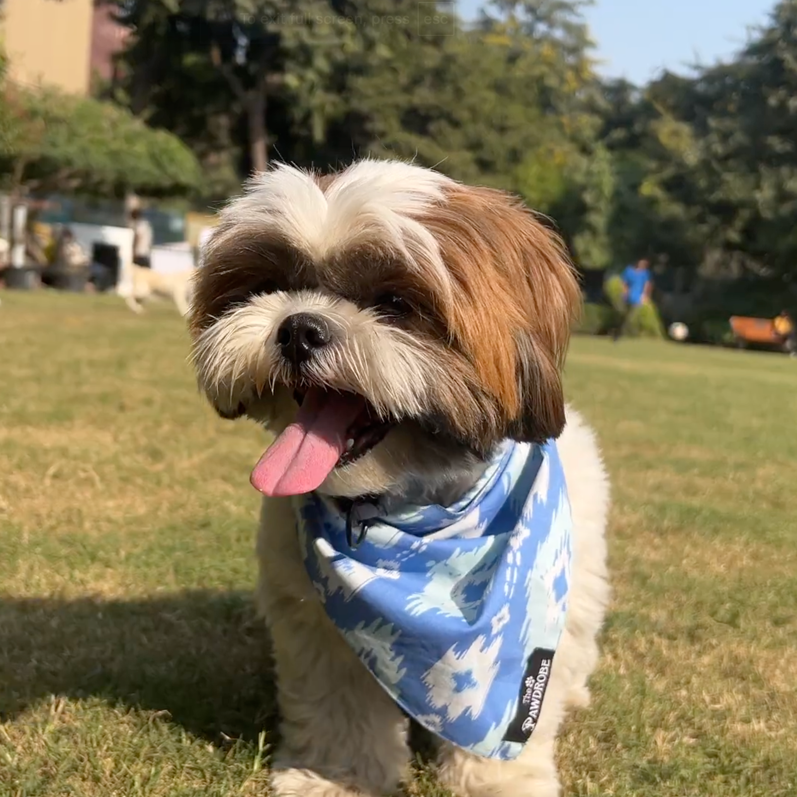 Dog with a blue bandana standing on grass with trees and people in the background